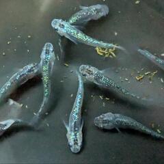 ラメメダカ成魚(フルサイズ)9匹