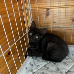 里親さん、決まりました！（0才3ヶ月　黒猫ちゃん）