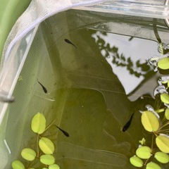 ブラックダイヤオロチメダカの若魚6匹(決まりました