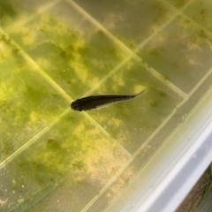 ブラックダイヤオロチメダカの若魚6匹(決まりましたの画像