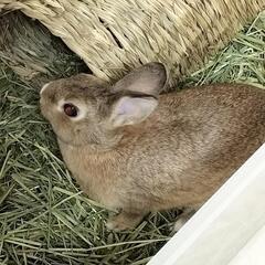スーパーミニウサギ