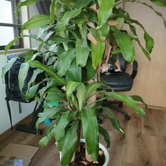 観葉植物を譲ります。の画像