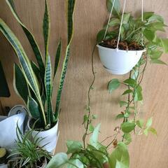 観葉植物を譲ります。の画像