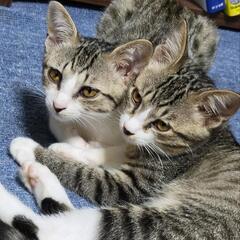 子猫(推定4ヶ月)2匹のキジ白姉妹です。