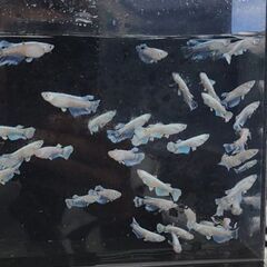 ホワイトモルフォ亜種キッシングワイドフィン　めだか　メダカの画像