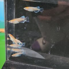 ｱﾙﾃﾐｽﾘｱﾙﾛﾝｸﾞﾌｨﾝ×朱光菊光体型 めだか　メダカの画像