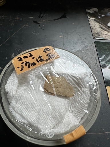 230万年前の化石