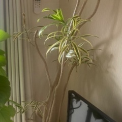 観葉植物　