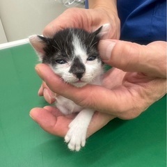 里親募集🙏🙏🙏🙏🙏 − 長野県