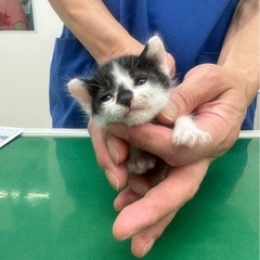 里親募集🙏🙏🙏🙏🙏 - 猫