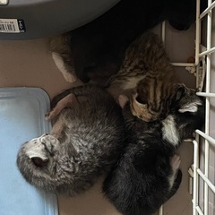 里親募集中です