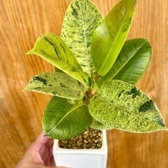 レア植物！葉色がどんどん変わる⁉︎希少種フィカスジン！スクエア鉢付き！テーブルサイズの可愛い観葉植物の画像