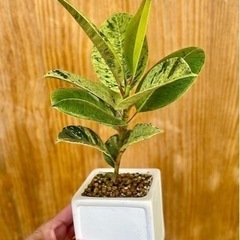 レア植物！葉色がどんどん変わる⁉︎希少種フィカスジン！スクエア鉢付き！テーブルサイズの可愛い観葉植物の画像
