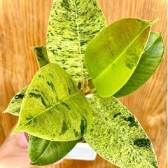 レア植物！葉色がどんどん変わる⁉︎希少種フィカスジン！スクエア鉢付き！テーブルサイズの可愛い観葉植物の画像