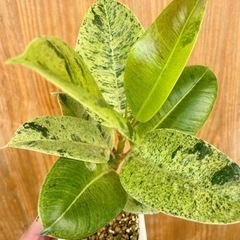 レア植物！葉色がどんどん変わる⁉︎希少種フィカスジン！スクエア鉢付き！テーブルサイズの可愛い観葉植物の画像