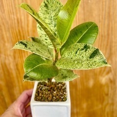レア植物！葉色がどんどん変わる⁉︎希少種フィカスジン！スクエア鉢付き！テーブルサイズの可愛い観葉植物の画像