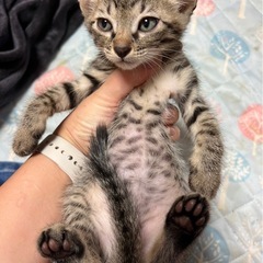子猫２匹