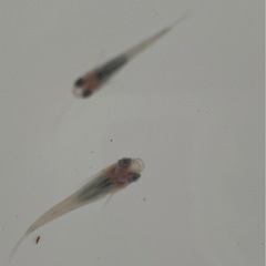 ブルー系メダカの画像