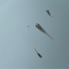 ブルー系メダカの画像