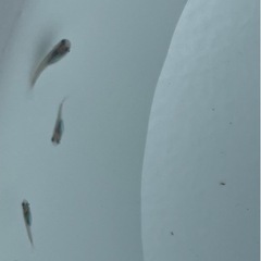 ブルー系メダカの画像