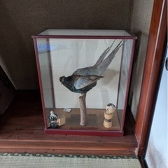 キジの剥製