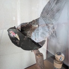 キジの剥製の画像