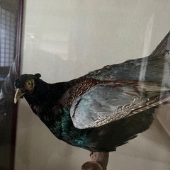 キジの剥製の画像