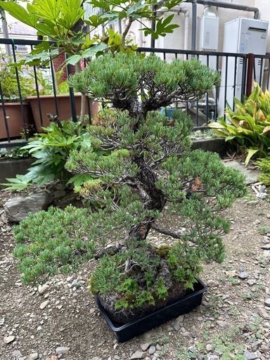 値引きします。五葉松年代物！