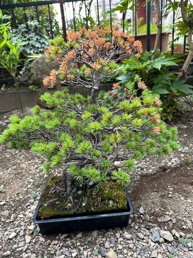 大幅値下げ年代物五葉松！