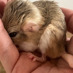 ドッグフードのニュートロを分けてください！