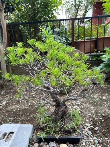 大幅値下げ年代物五葉松！