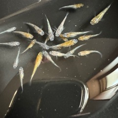 めだか稚魚
