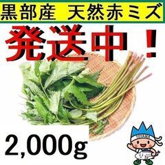 すぐにお渡しできます♪名水の里黒部 天然 赤ミズ みず カタハ ...