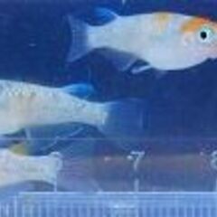 ➂改良メダカ・煌（きらめき）が産んだ幼魚～若魚　10匹【手渡し可能な方のみ】の画像