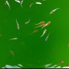 ➂改良メダカ・煌（きらめき）が産んだ幼魚～若魚　10匹【手渡し可能な方のみ】の画像