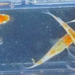 ➂改良メダカ・煌（きらめき）が産んだ幼魚～若魚　10匹【手渡し可能な方のみ】の画像