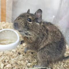 【急募】デグー♀メスの里親募集します。