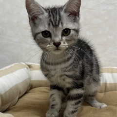 8月4日に見にこられる方のみ。 - 猫