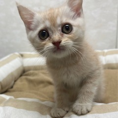 8月4日に見にこられる方のみ。