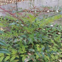 🪴植物ナンテン　自身で掘り起こして持っていける方のみの画像