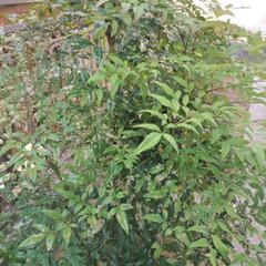 🪴植物ナンテン　自身で掘り起こして持っていける方のみの画像