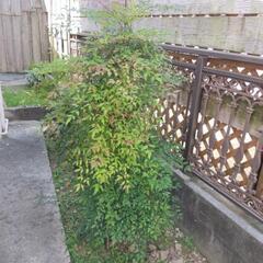 🪴植物ナンテン　自身で掘り起こして持っていける方のみの画像