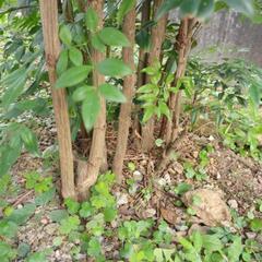 🪴植物ナンテン　自身で掘り起こして持っていける方のみの画像
