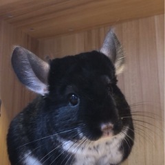 チンチラ　ブラック　