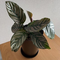 【あげます】カラテア・サンデリアーナ