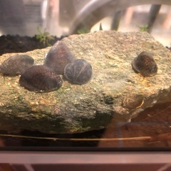 コケ取り最強　フネアマ貝の画像