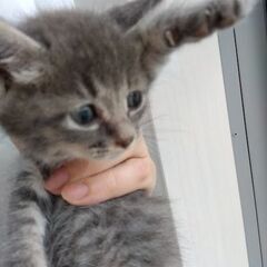 生後1か月ほど　ブルー縞男の子里親さん募集します🐈（お話し中）