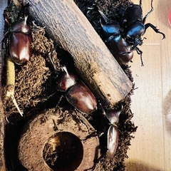 カブトムシ
