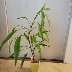 ミリオンバンブー