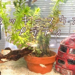【赤ちゃん】 ミッキーマウス プラティ 稚魚
